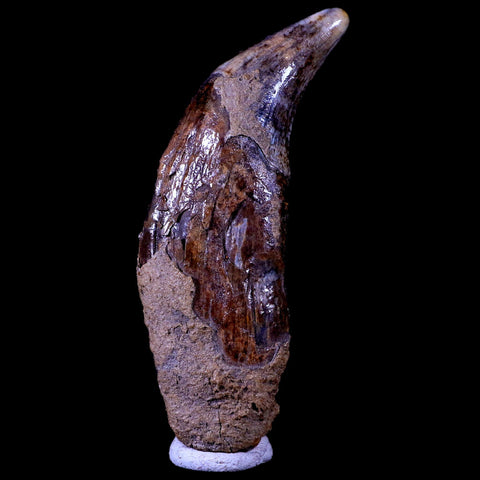 3.7" Extinct Cave Bear Ursus Spelaeus Canine Tooth Rooted Pleistocene Age COA - Fossil Age Minerals