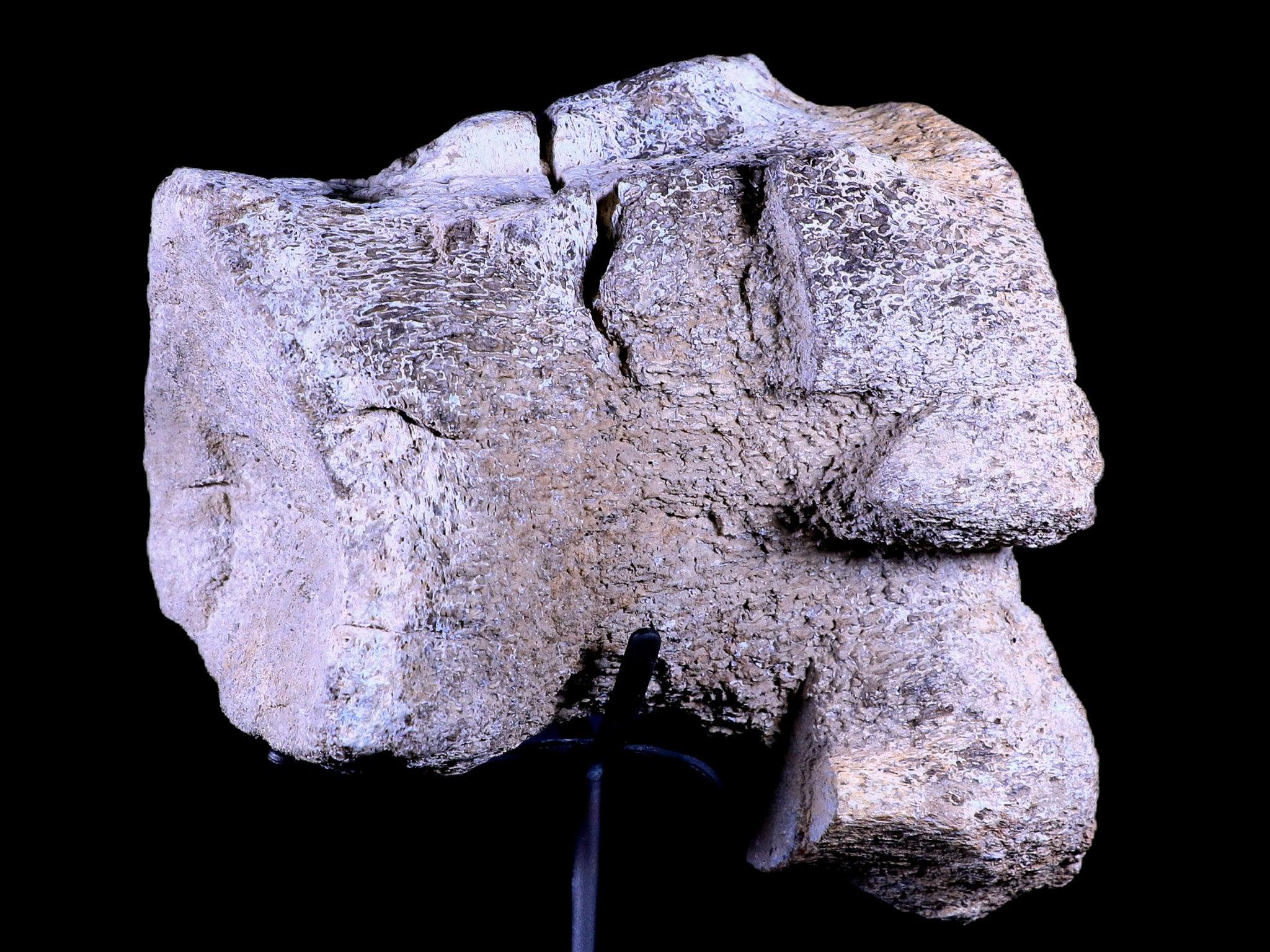 5.5" Camarasaurus Dinosaur Fossil Vertebrae Bone Morrison FM CO Jurassic COA Stand - Fossil Age Minerals