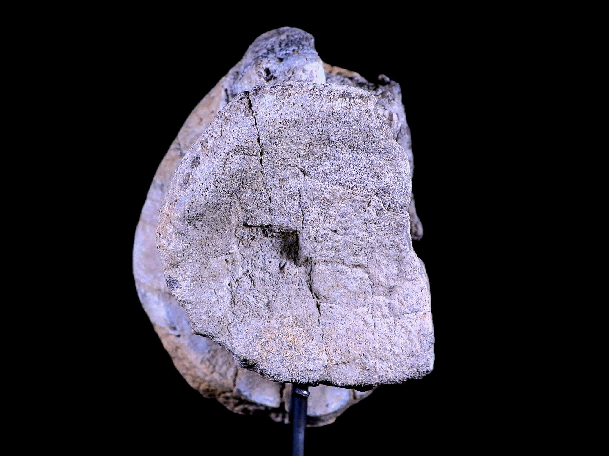 5.5" Camarasaurus Dinosaur Fossil Vertebrae Bone Morrison FM CO Jurassic COA Stand - Fossil Age Minerals