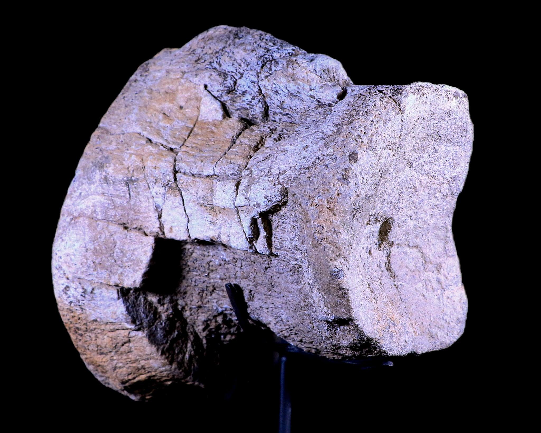 5.5" Camarasaurus Dinosaur Fossil Vertebrae Bone Morrison FM CO Jurassic COA Stand - Fossil Age Minerals