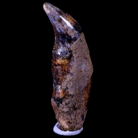 3.7" Extinct Cave Bear Ursus Spelaeus Canine Tooth Rooted Pleistocene Age COA - Fossil Age Minerals