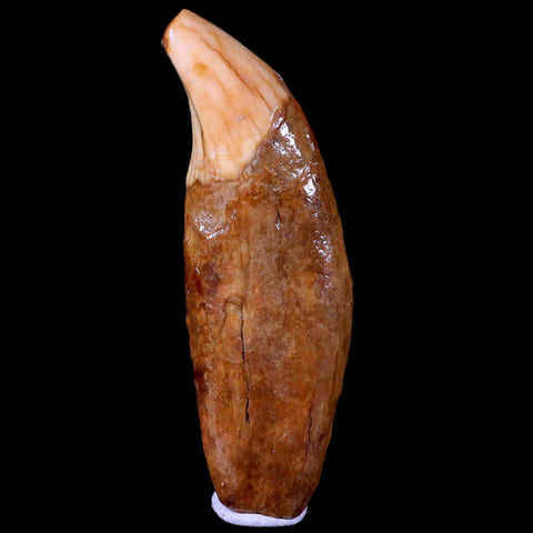 3.3" Extinct Cave Bear Ursus Spelaeus Canine Tooth Rooted Pleistocene Age COA - Fossil Age Minerals