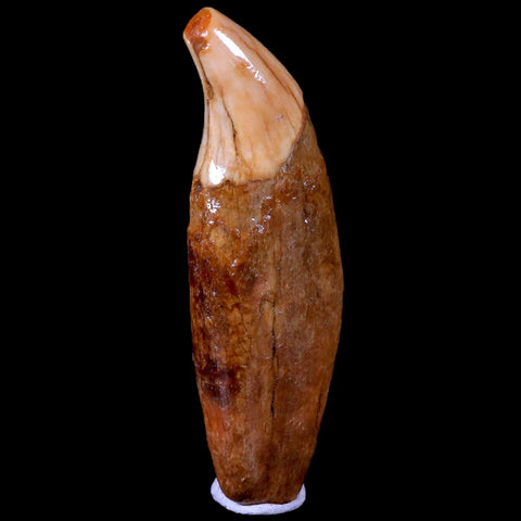 3.3" Extinct Cave Bear Ursus Spelaeus Canine Tooth Rooted Pleistocene Age COA - Fossil Age Minerals