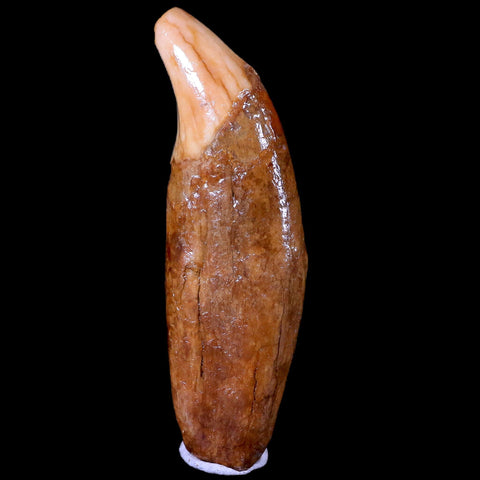 3.3" Extinct Cave Bear Ursus Spelaeus Canine Tooth Rooted Pleistocene Age COA - Fossil Age Minerals