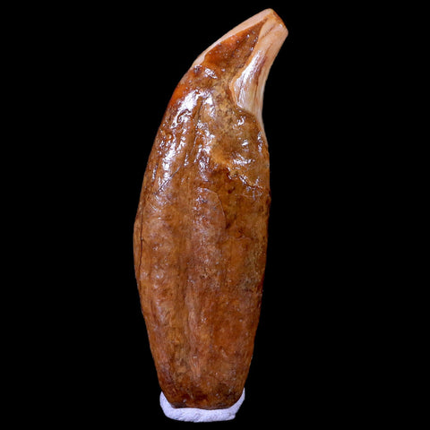 3.3" Extinct Cave Bear Ursus Spelaeus Canine Tooth Rooted Pleistocene Age COA - Fossil Age Minerals