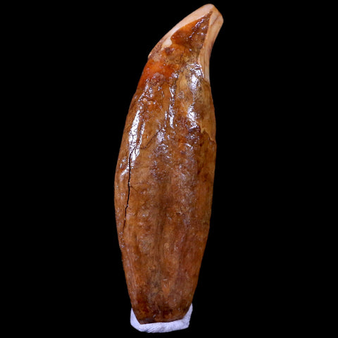 3.3" Extinct Cave Bear Ursus Spelaeus Canine Tooth Rooted Pleistocene Age COA - Fossil Age Minerals