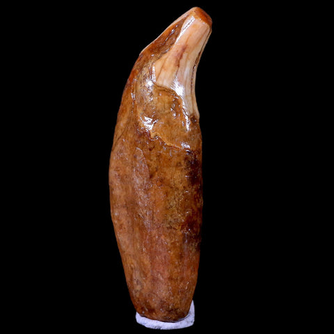 3.3" Extinct Cave Bear Ursus Spelaeus Canine Tooth Rooted Pleistocene Age COA - Fossil Age Minerals