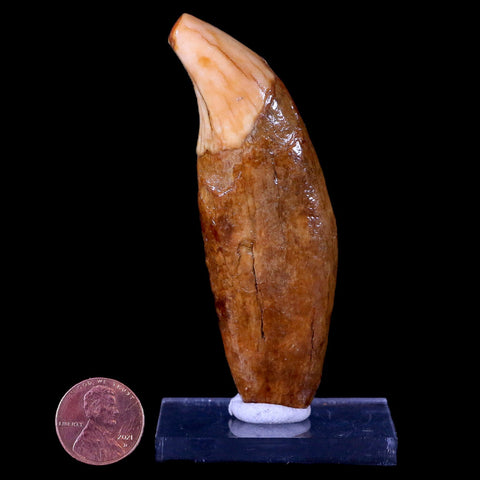 3.3" Extinct Cave Bear Ursus Spelaeus Canine Tooth Rooted Pleistocene Age COA - Fossil Age Minerals
