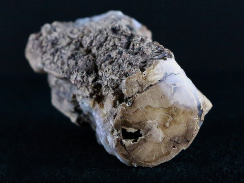 2" Fossilized Blue Forest Petrified Wood Limb Branch Eden Wyoming 50 Mil Yrs Old - Fossil Age Minerals