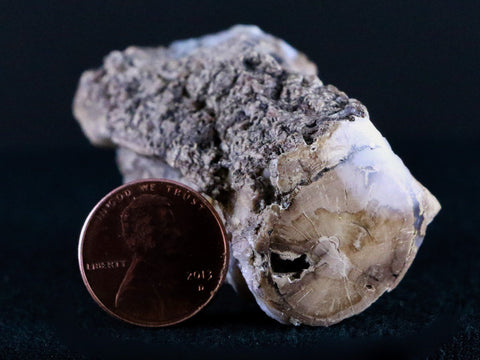 2" Fossilized Blue Forest Petrified Wood Limb Branch Eden Wyoming 50 Mil Yrs Old - Fossil Age Minerals