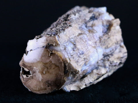 2" Fossilized Blue Forest Petrified Wood Limb Branch Eden Wyoming 50 Mil Yrs Old - Fossil Age Minerals