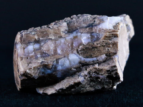2" Fossilized Blue Forest Petrified Wood Limb Branch Eden Wyoming 50 Mil Yrs Old - Fossil Age Minerals