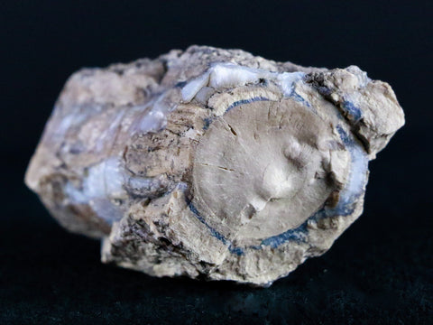 2" Fossilized Blue Forest Petrified Wood Limb Branch Eden Wyoming 50 Mil Yrs Old - Fossil Age Minerals