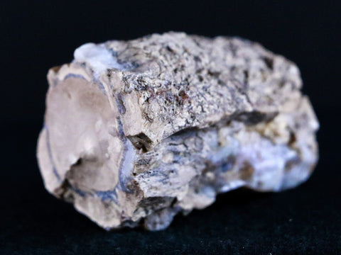 2" Fossilized Blue Forest Petrified Wood Limb Branch Eden Wyoming 50 Mil Yrs Old - Fossil Age Minerals