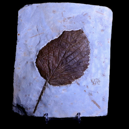 4.7" Beringiaphyllum Cupaniodes Fossil Plant Leaf Paleocene Age Glendive MT Stand