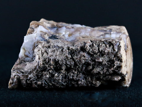 2" Fossilized Blue Forest Petrified Wood Limb Branch Eden Wyoming 50 Mil Yrs Old - Fossil Age Minerals