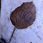 4.7" Beringiaphyllum Cupaniodes Fossil Plant Leaf Paleocene Age Glendive MT Stand