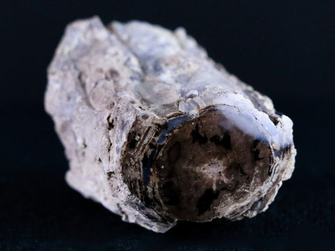 1.7" Fossilized Blue Forest Petrified Wood Limb Branch Eden Wyoming 50 Mil Yrs Old - Fossil Age Minerals