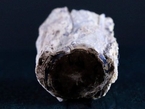 1.7" Fossilized Blue Forest Petrified Wood Limb Branch Eden Wyoming 50 Mil Yrs Old - Fossil Age Minerals