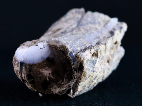 1.7" Fossilized Blue Forest Petrified Wood Limb Branch Eden Wyoming 50 Mil Yrs Old - Fossil Age Minerals