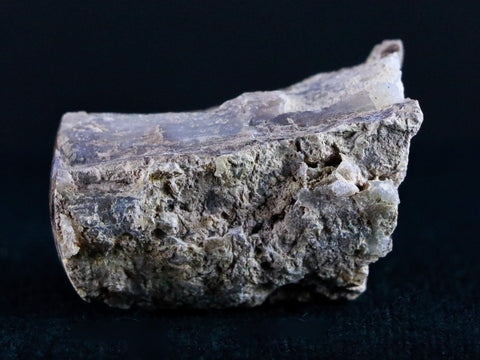 1.7" Fossilized Blue Forest Petrified Wood Limb Branch Eden Wyoming 50 Mil Yrs Old - Fossil Age Minerals