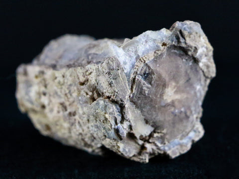 1.7" Fossilized Blue Forest Petrified Wood Limb Branch Eden Wyoming 50 Mil Yrs Old - Fossil Age Minerals
