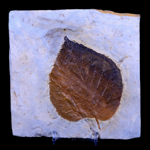 3.8" Davidia Antiqua Fossil Plant Leaf Paleocene Age Fort Union FM Glendive MT Stand - Fossil Age Minerals