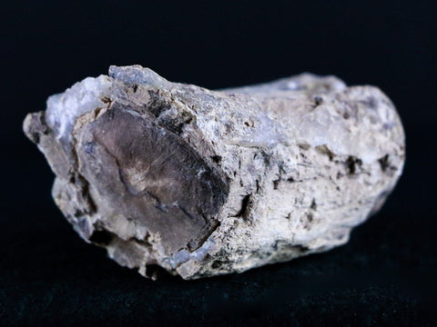 1.7" Fossilized Blue Forest Petrified Wood Limb Branch Eden Wyoming 50 Mil Yrs Old - Fossil Age Minerals
