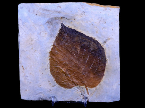 3.8" Davidia Antiqua Fossil Plant Leaf Paleocene Age Fort Union FM Glendive MT Stand - Fossil Age Minerals