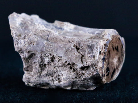 1.7" Fossilized Blue Forest Petrified Wood Limb Branch Eden Wyoming 50 Mil Yrs Old - Fossil Age Minerals