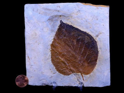 3.8" Davidia Antiqua Fossil Plant Leaf Paleocene Age Fort Union FM Glendive MT Stand - Fossil Age Minerals