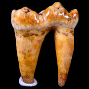 1.2" Extinct Cave Bear Ursus Spelaeus Pre-Molar Tooth Rooted Pleistocene Age COA