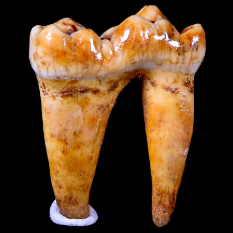 1.2" Extinct Cave Bear Ursus Spelaeus Pre-Molar Tooth Rooted Pleistocene Age COA - Fossil Age Minerals