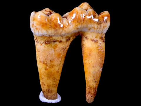 1.2" Extinct Cave Bear Ursus Spelaeus Pre-Molar Tooth Rooted Pleistocene Age COA - Fossil Age Minerals