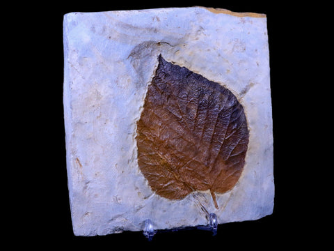 3.8" Davidia Antiqua Fossil Plant Leaf Paleocene Age Fort Union FM Glendive MT Stand - Fossil Age Minerals