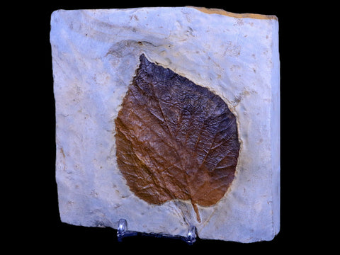 3.8" Davidia Antiqua Fossil Plant Leaf Paleocene Age Fort Union FM Glendive MT Stand - Fossil Age Minerals