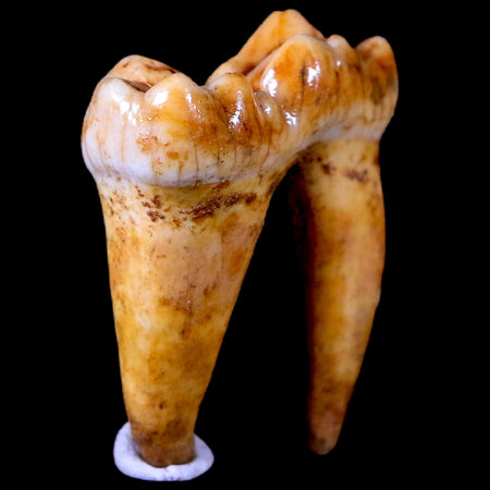 1.2" Extinct Cave Bear Ursus Spelaeus Pre-Molar Tooth Rooted Pleistocene Age COA