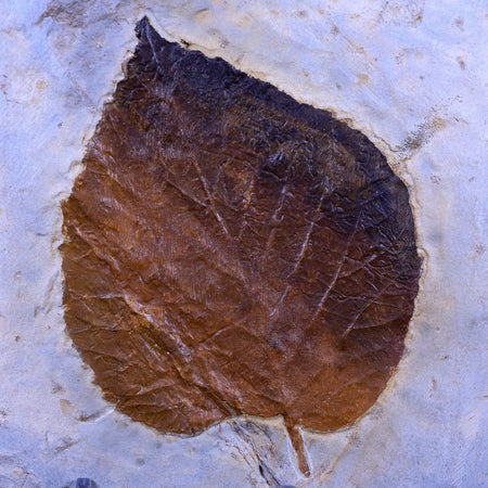 3.8" Davidia Antiqua Fossil Plant Leaf Paleocene Age Fort Union FM Glendive MT Stand