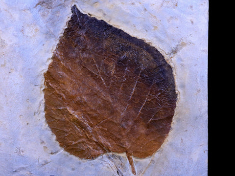 3.8" Davidia Antiqua Fossil Plant Leaf Paleocene Age Fort Union FM Glendive MT Stand - Fossil Age Minerals