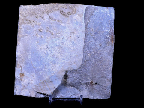 3.8" Davidia Antiqua Fossil Plant Leaf Paleocene Age Fort Union FM Glendive MT Stand - Fossil Age Minerals