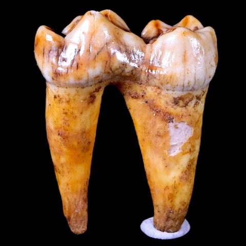 1.2" Extinct Cave Bear Ursus Spelaeus Pre-Molar Tooth Rooted Pleistocene Age COA - Fossil Age Minerals