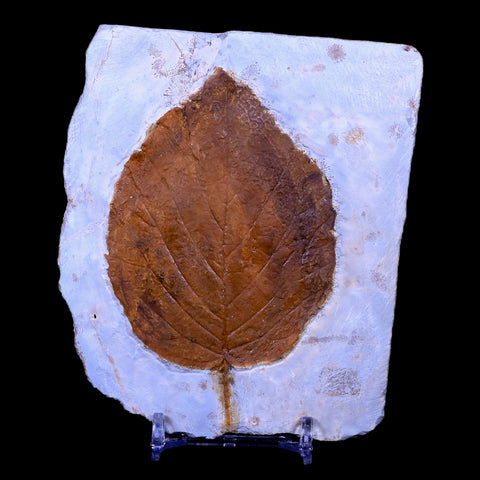 3.8" Beringiaphyllum Cupaniodes Fossil Plant Leaf Paleocene Age Glendive MT Stand - Fossil Age Minerals