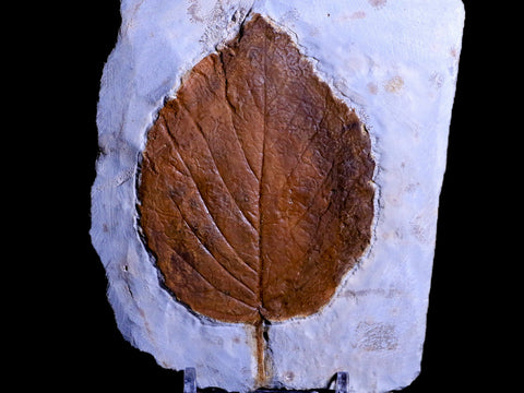 3.8" Beringiaphyllum Cupaniodes Fossil Plant Leaf Paleocene Age Glendive MT Stand - Fossil Age Minerals