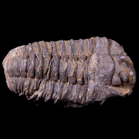 3" Flexicalymene Trilobite Fossil Ordovician Age Tazzarine Region Morocco COA - Fossil Age Minerals