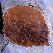3" Beringiaphyllum Cupaniodes Fossil Plant Leaf Paleocene Age Glendive MT Stand