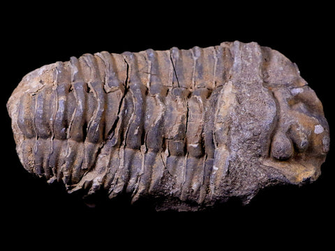 3" Flexicalymene Trilobite Fossil Ordovician Age Tazzarine Region Morocco COA - Fossil Age Minerals