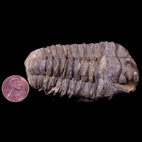 3" Flexicalymene Trilobite Fossil Ordovician Age Tazzarine Region Morocco COA - Fossil Age Minerals