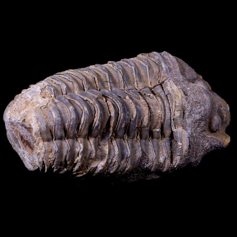 3" Flexicalymene Trilobite Fossil Ordovician Age Tazzarine Region Morocco COA - Fossil Age Minerals