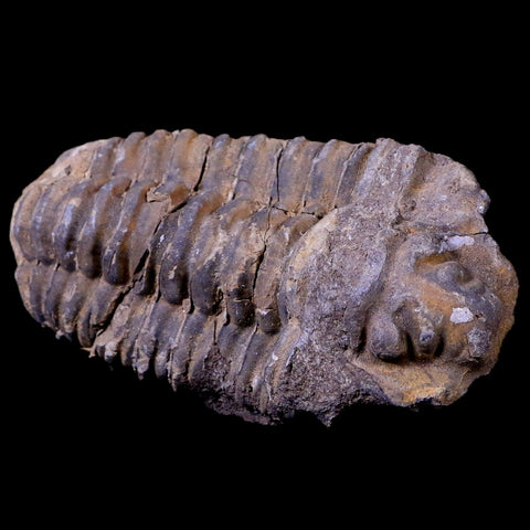 3" Flexicalymene Trilobite Fossil Ordovician Age Tazzarine Region Morocco COA - Fossil Age Minerals