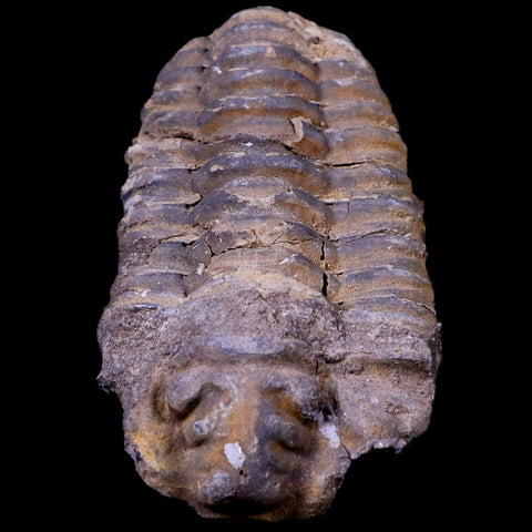 3" Flexicalymene Trilobite Fossil Ordovician Age Tazzarine Region Morocco COA - Fossil Age Minerals